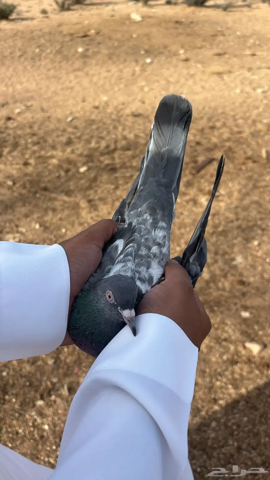 حمام باكستاني جوز كاسوري بفروخه بيور 8