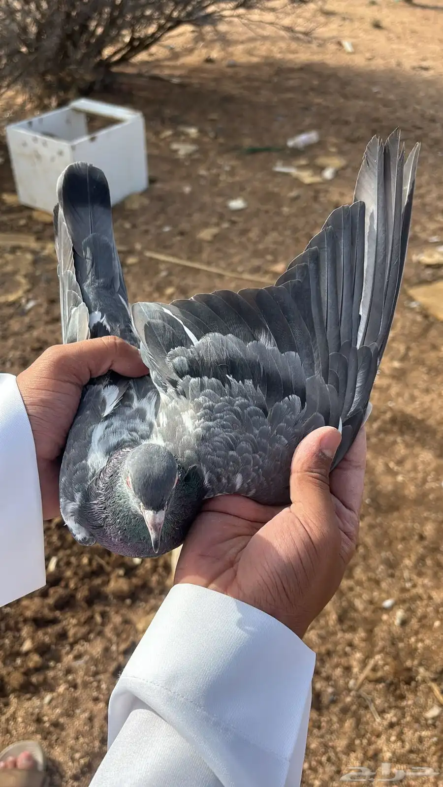 حمام باكستاني جوز كاسوري بفروخه بيور 7