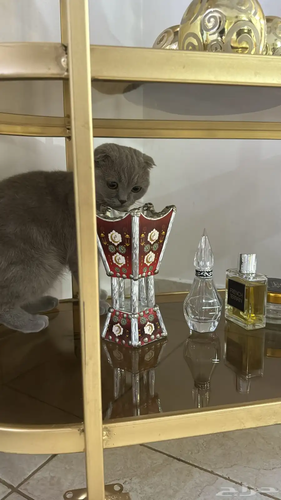 أنثى سكوتش بيور 1