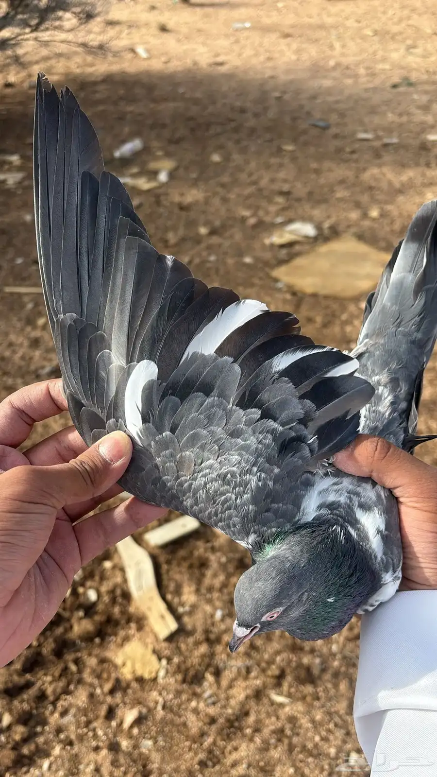 حمام باكستاني جوز كاسوري بفروخه بيور 6