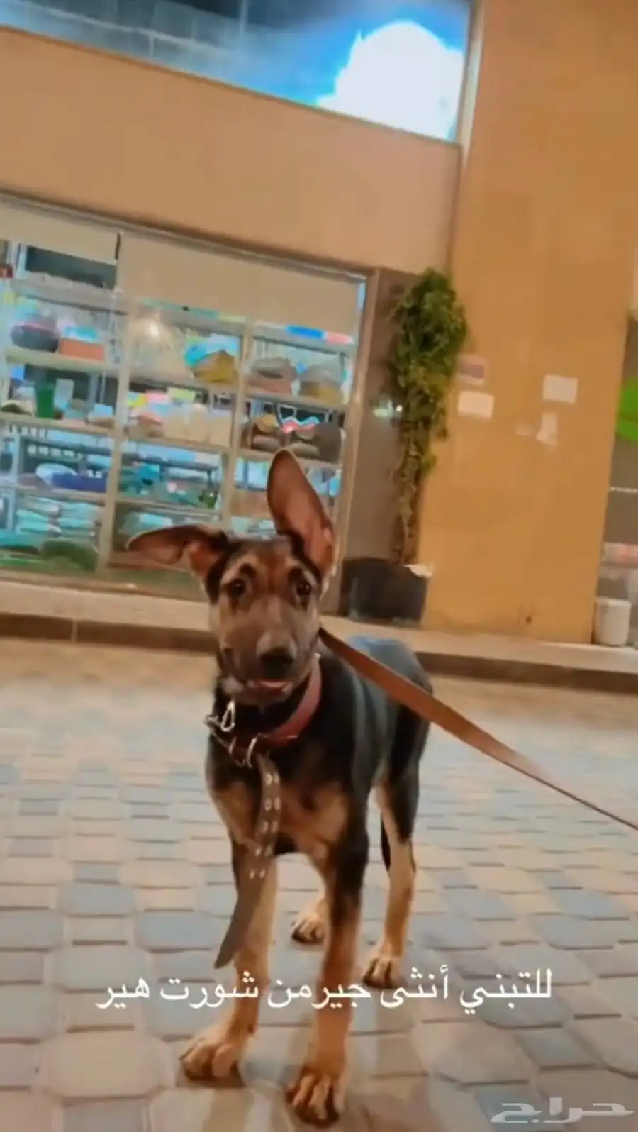 4month old working line purebreds German shepherd كلب 0