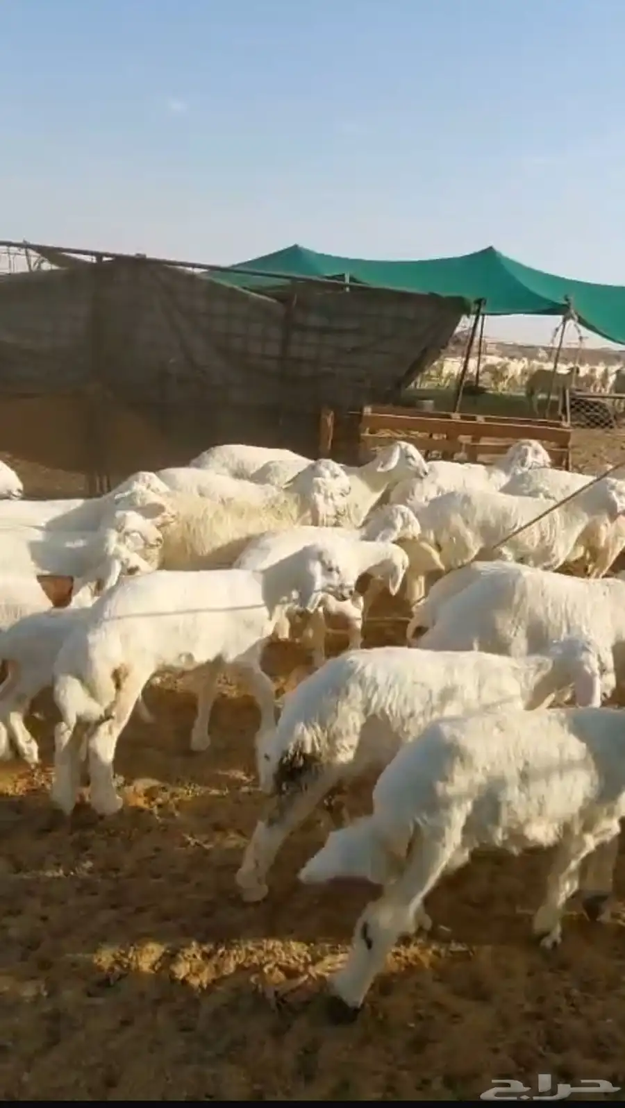 غنم حريات خلفات 52 تحتها 50 مراح واحد 0