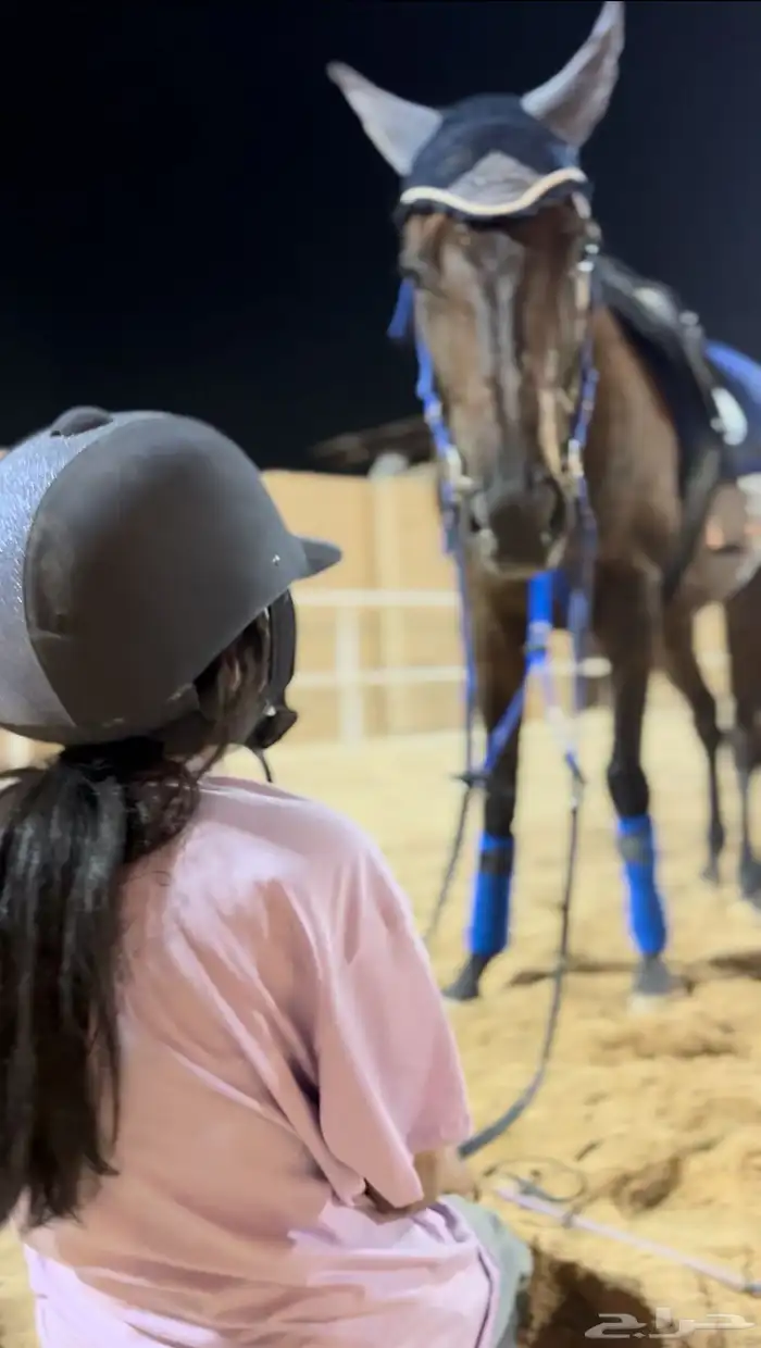 شاليه و اسطبل خيل 0