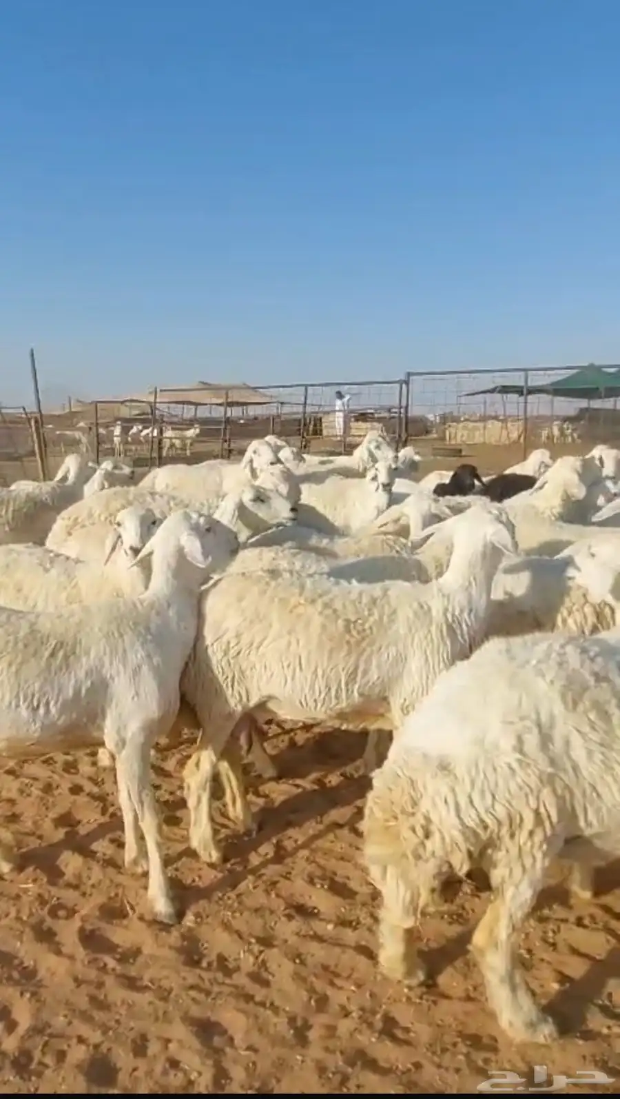 غنم حريات خلفات 52 تحتها 50 مراح واحد 1