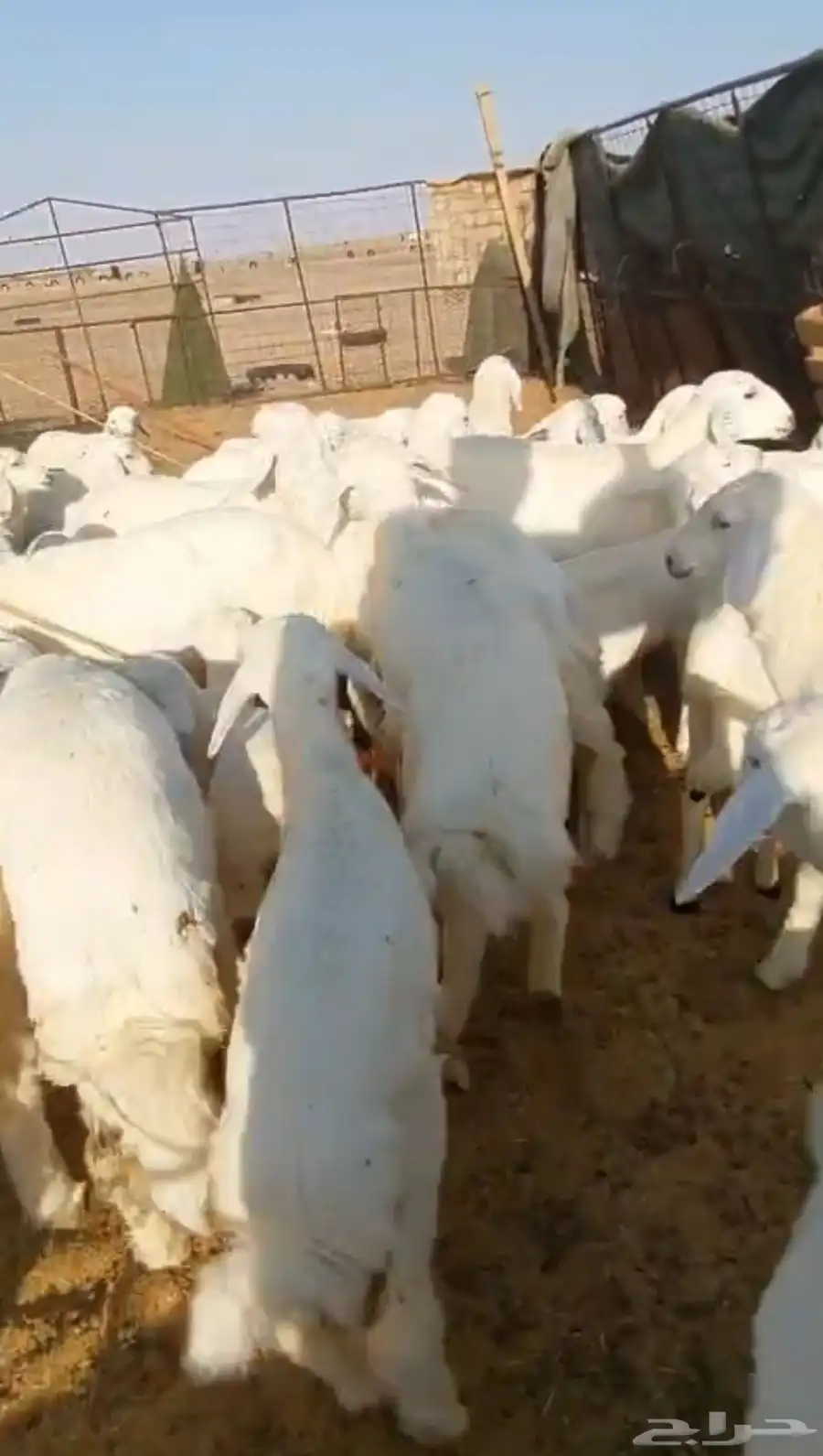 غنم حريات خلفات 52 تحتها 50 مراح واحد 3