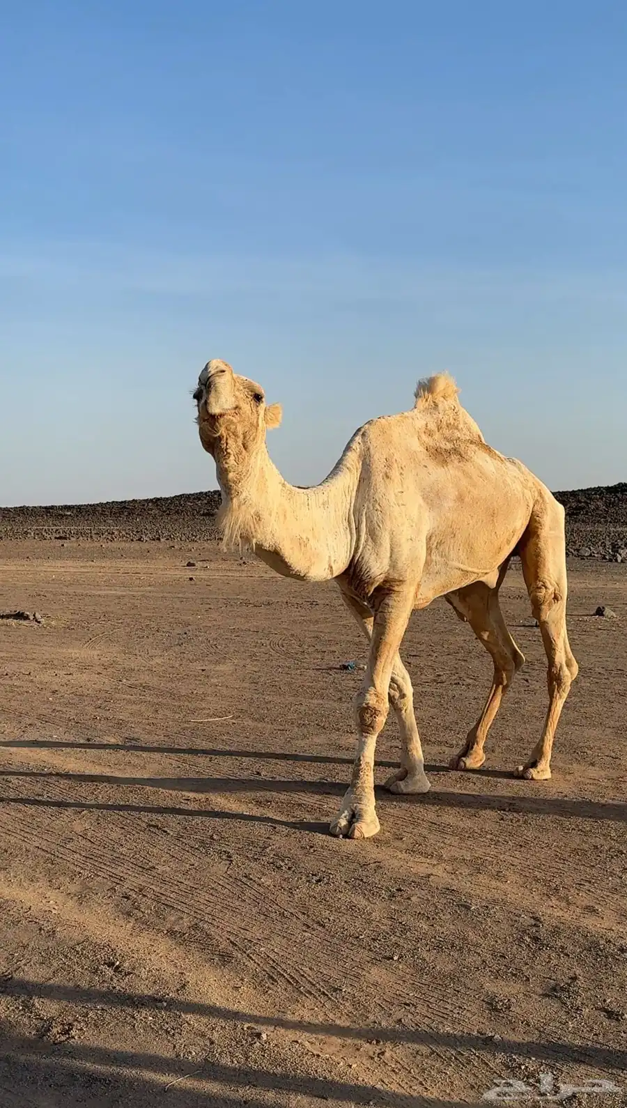 للبيع جمل رماني على فهيام الفصام 2