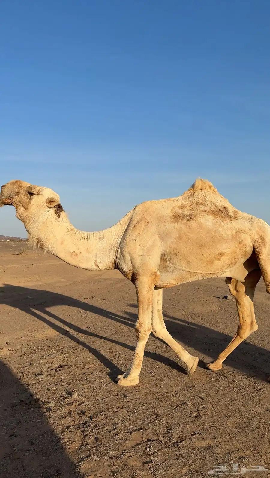 للبيع جمل رماني على فهيام الفصام 0