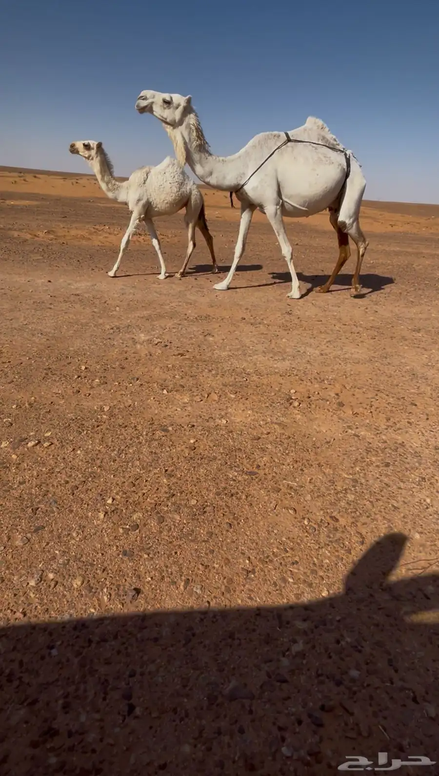 خلفه رمانيه للبيع تحتها بكره هديه 0