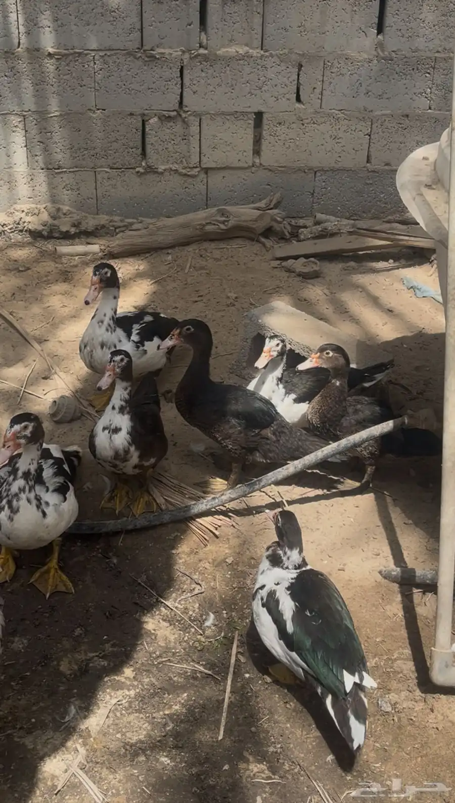 بط مصري 1