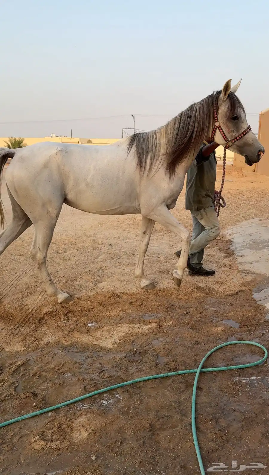 فرس شعبيه شيخه معها مهر 0