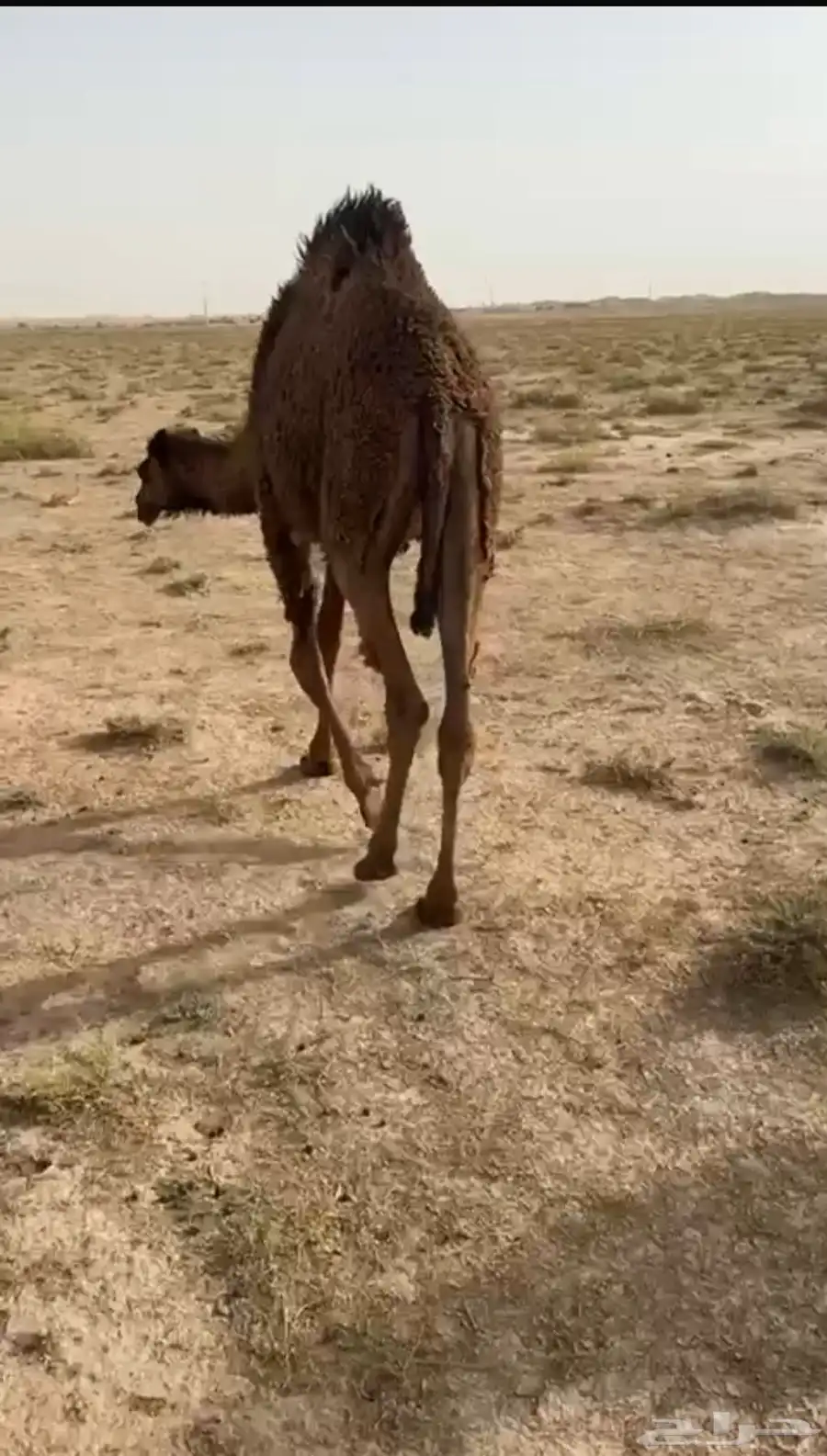 لبيع قود وبكره كفووو 0