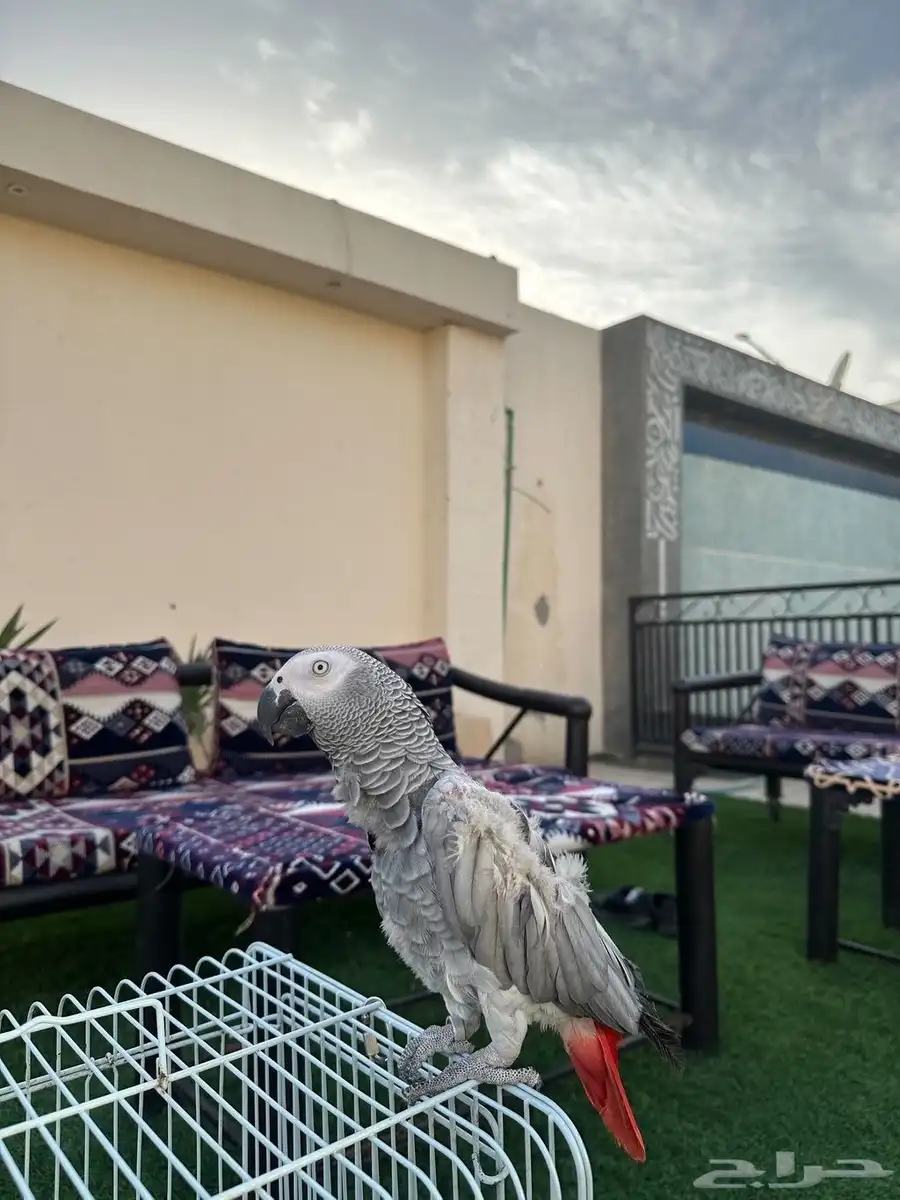 ببغاء للبيع 0