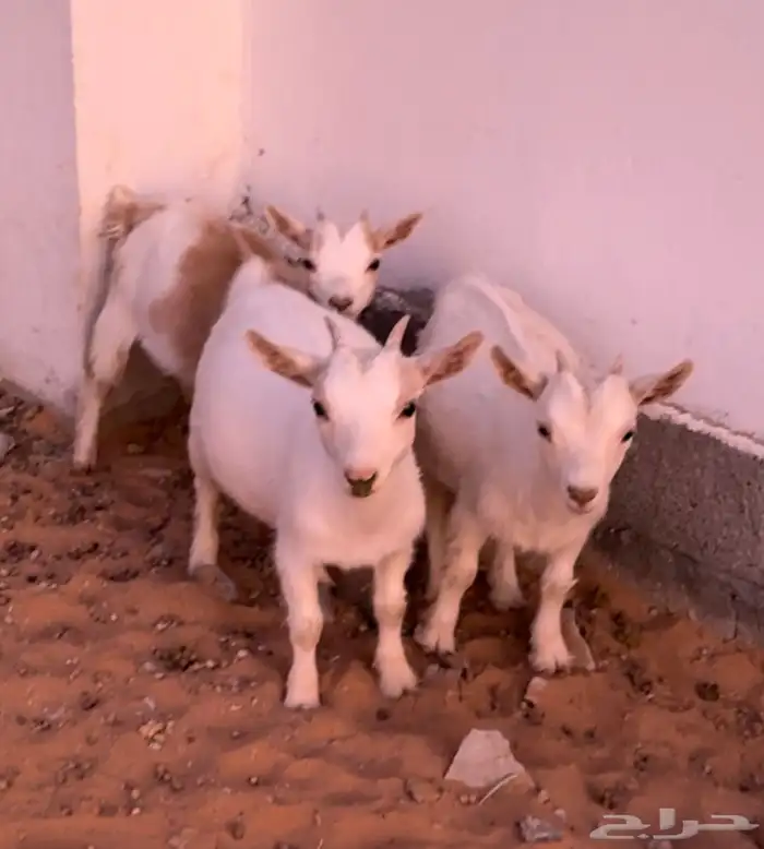 ماعز قزم 3 جفرات معرفه ومستوى طيب 0