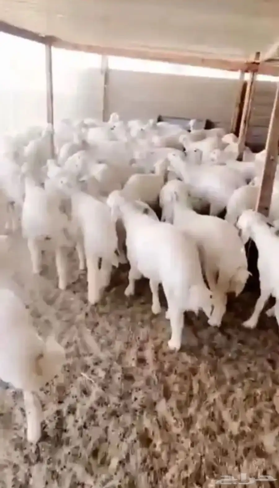 طليان وتيوس بلدي نصور لك فديو من المزرعة حتى توصيلها للبيت 1