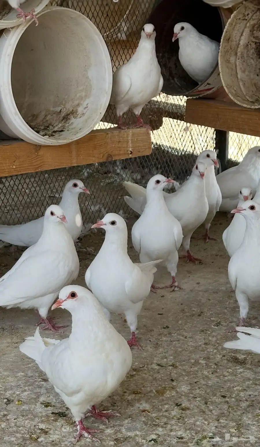 حمام فرنسي ملكي 4