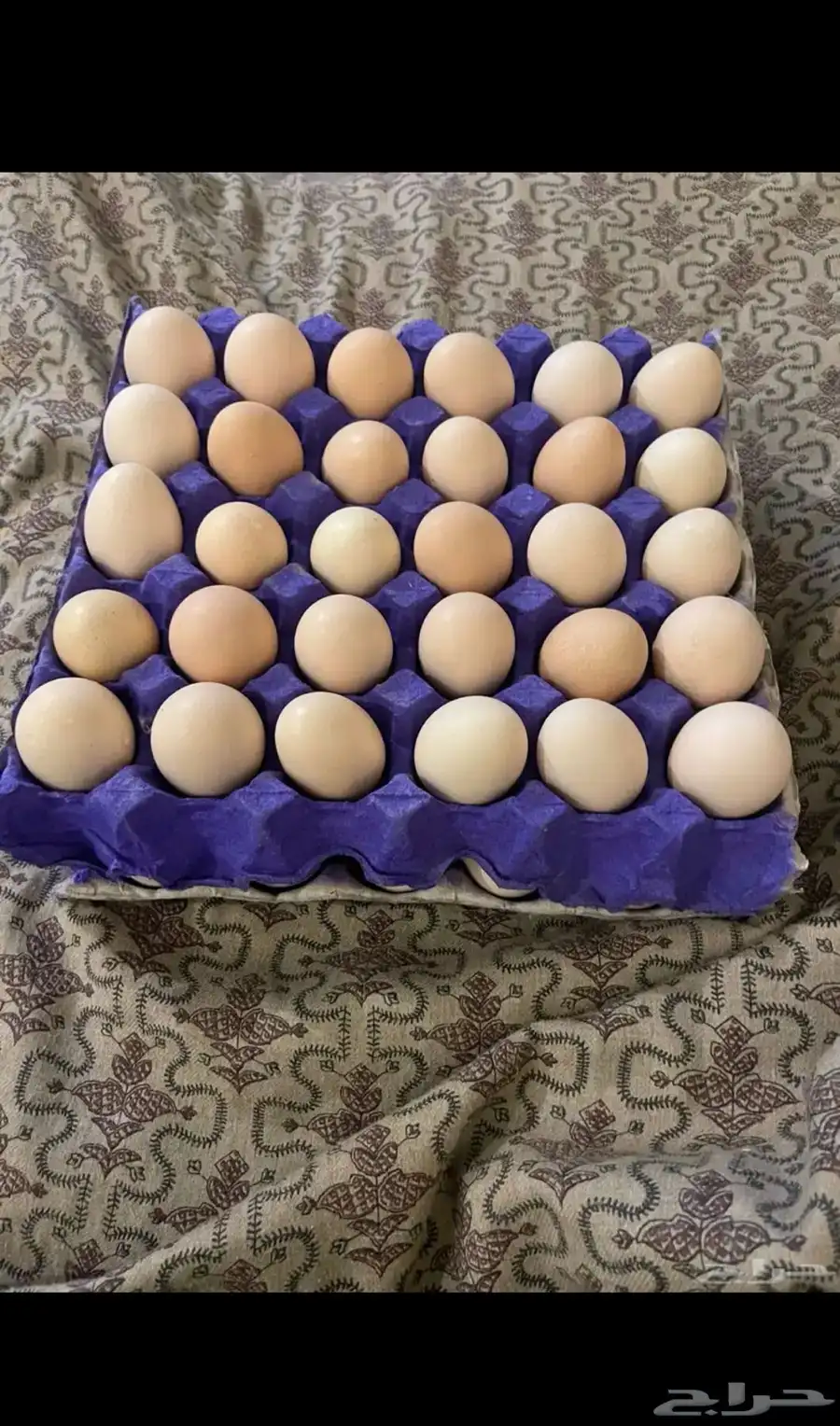 بيض دجاج فرنسي و بلدي 3