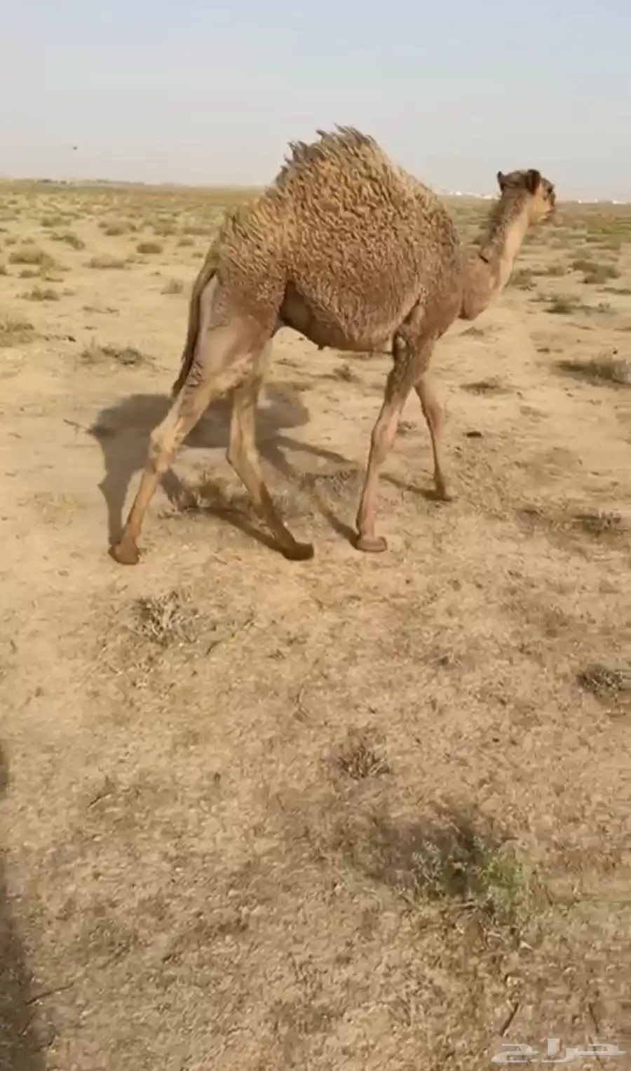 لبيع قود وبكره كفووو 1