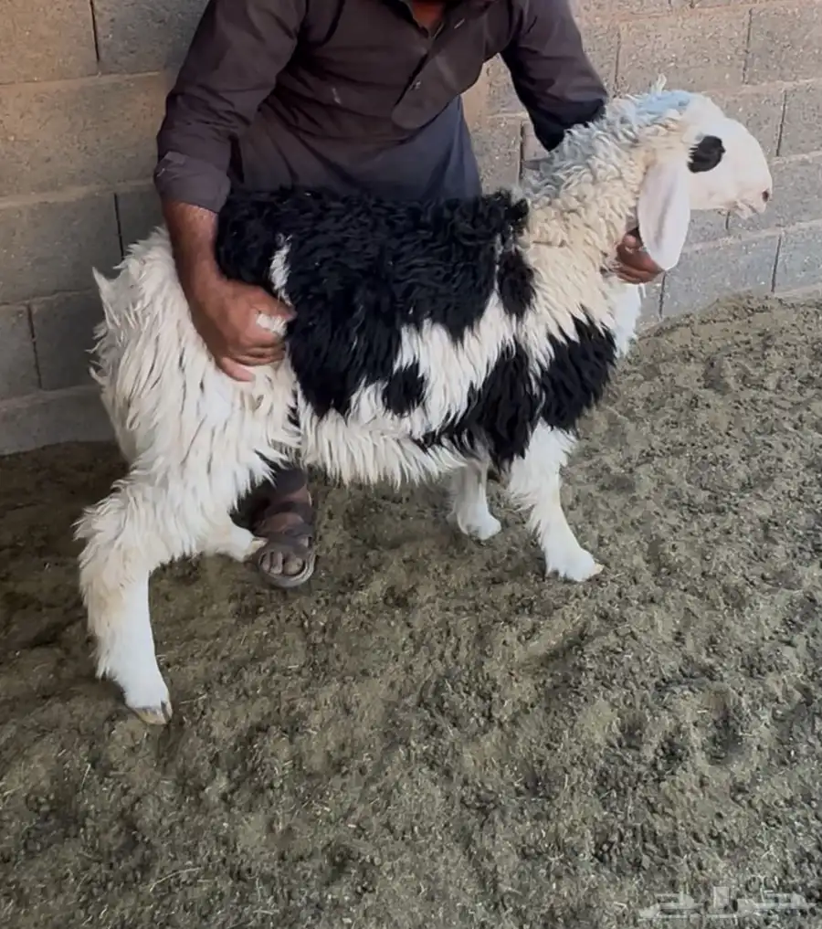 طلي جذع طيب هجين نجدي بحري 3
