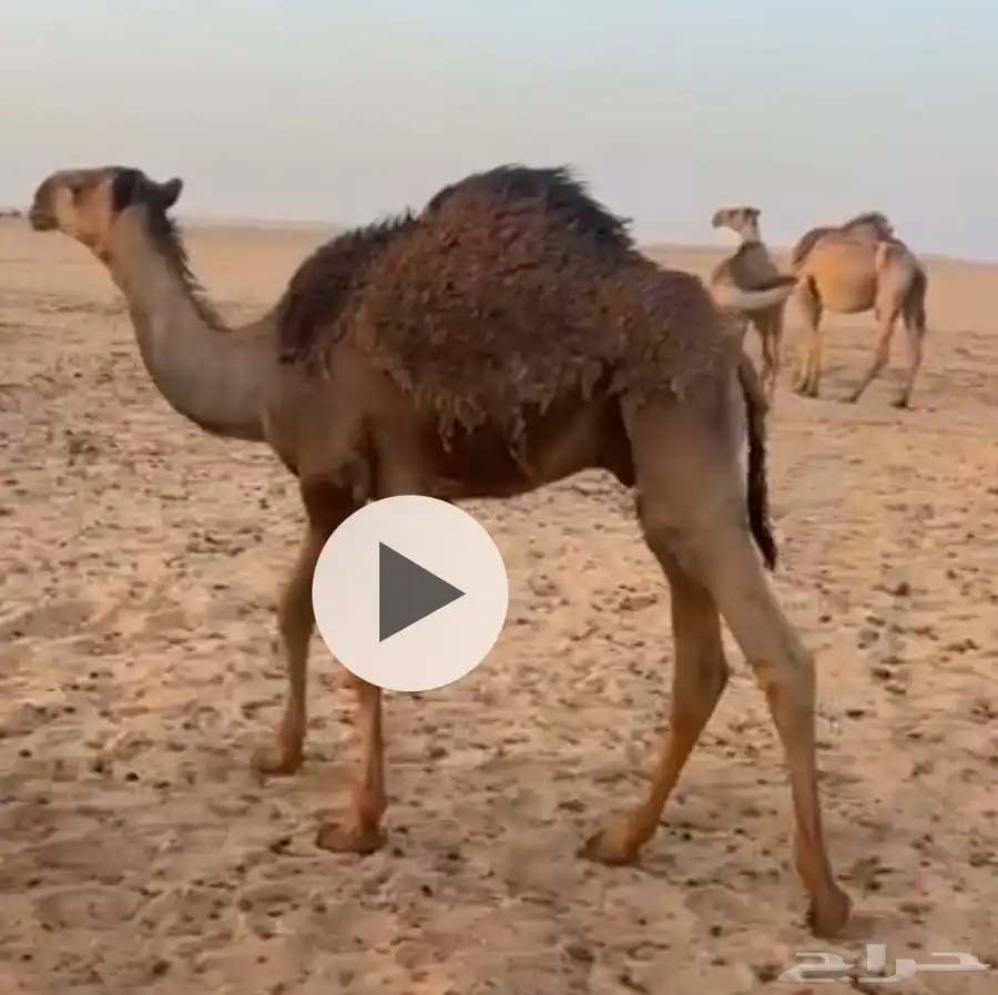 مفرود حاشي قعود 0