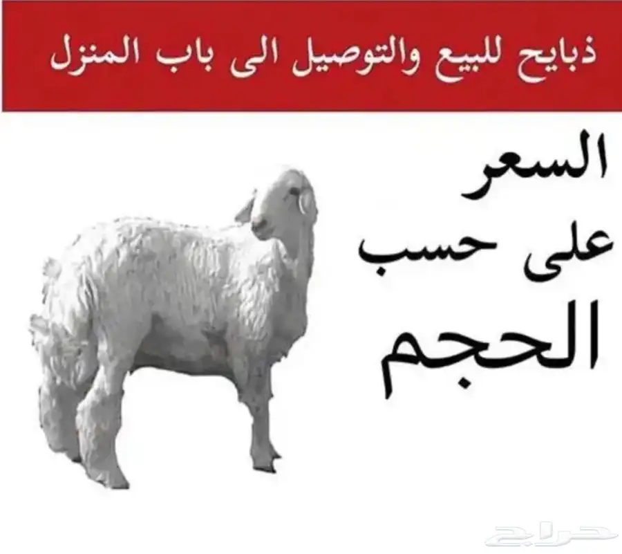 طليان وتيوس بلدي نصور لك فديو من المزرعة حتى توصيلها للبيت 3