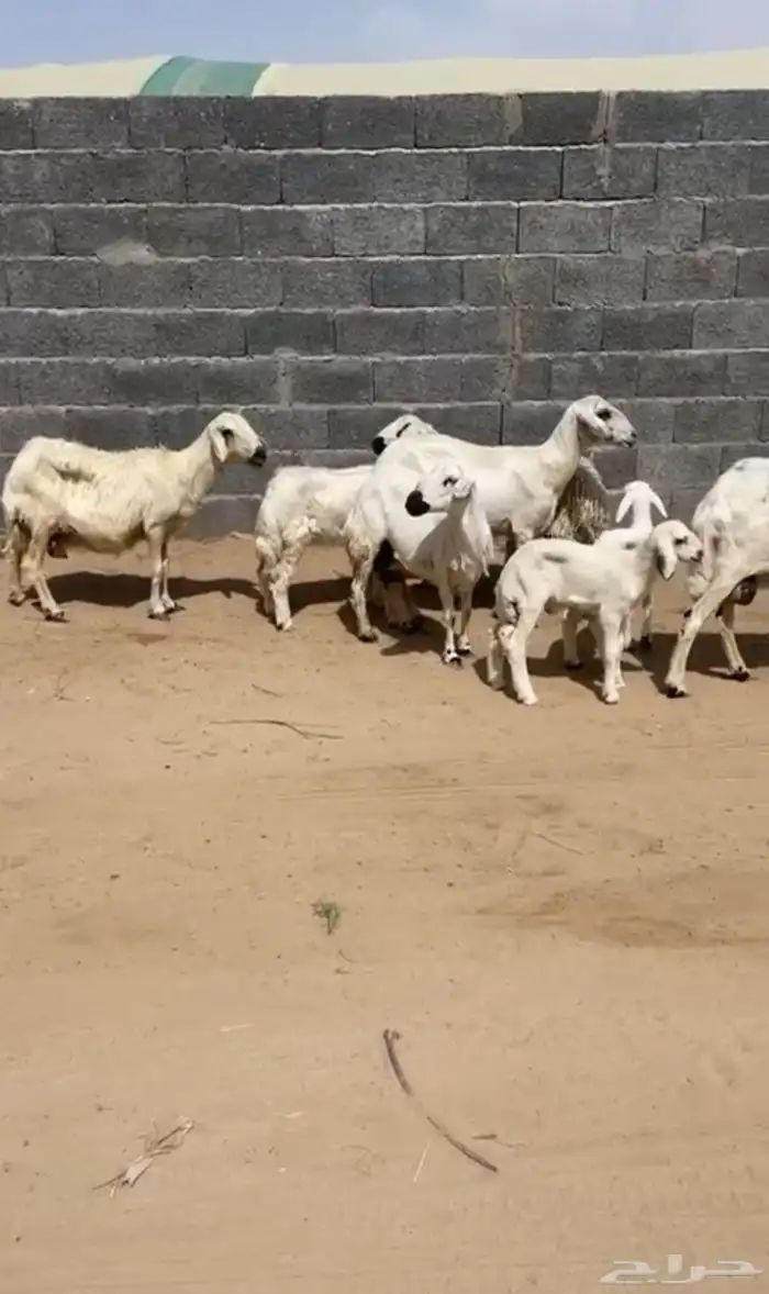 خمس ضان وليد تحته اربعه واحده دافع 1