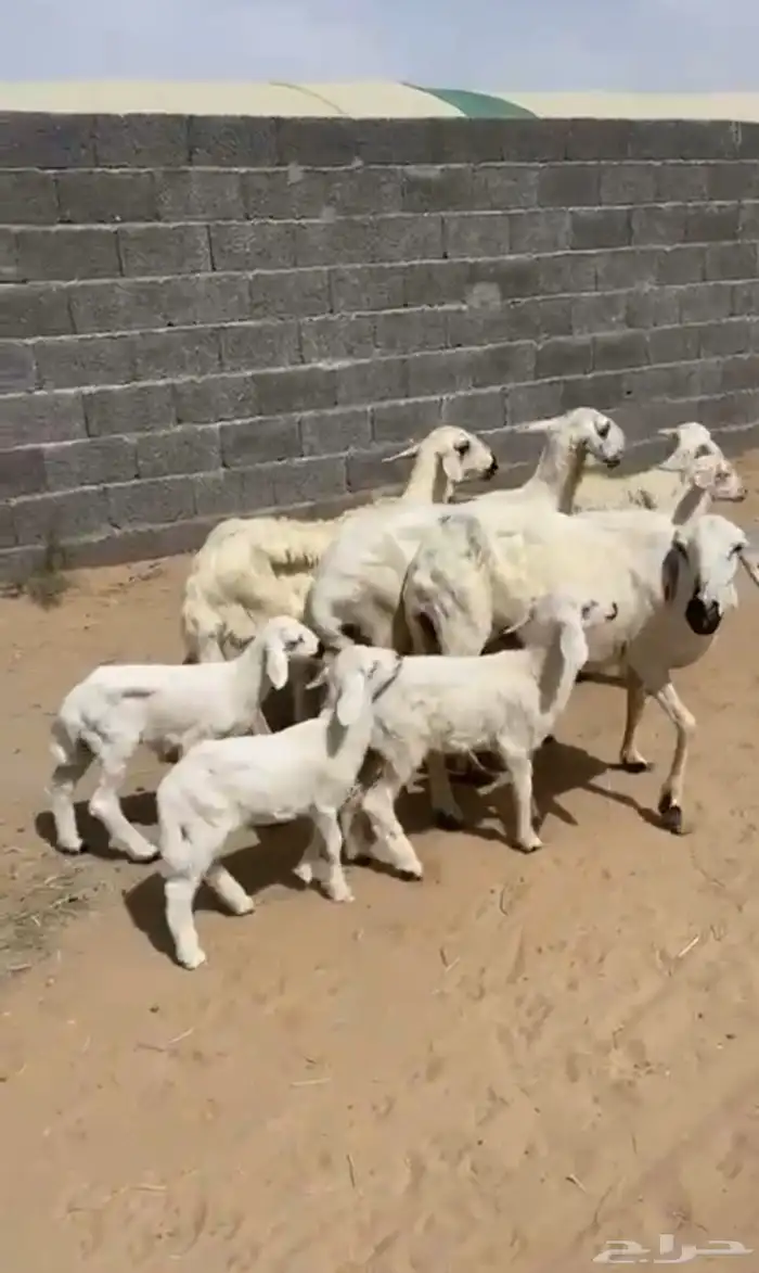 خمس ضان وليد تحته اربعه واحده دافع 3