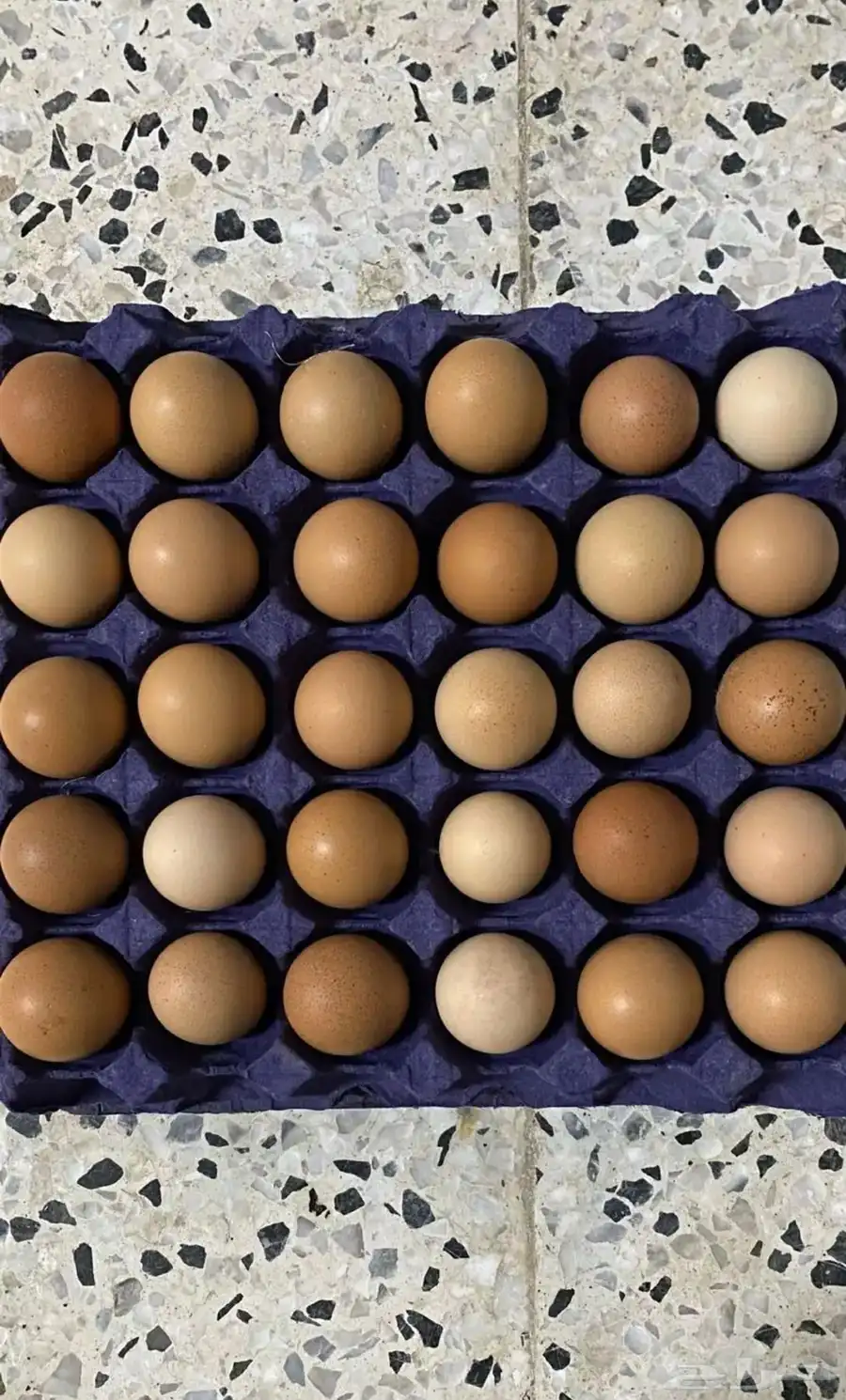 بيض دجاج فرنسي و بلدي 2