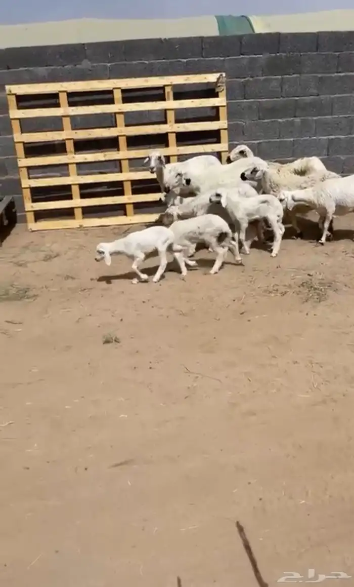 خمس ضان وليد تحته اربعه واحده دافع 2