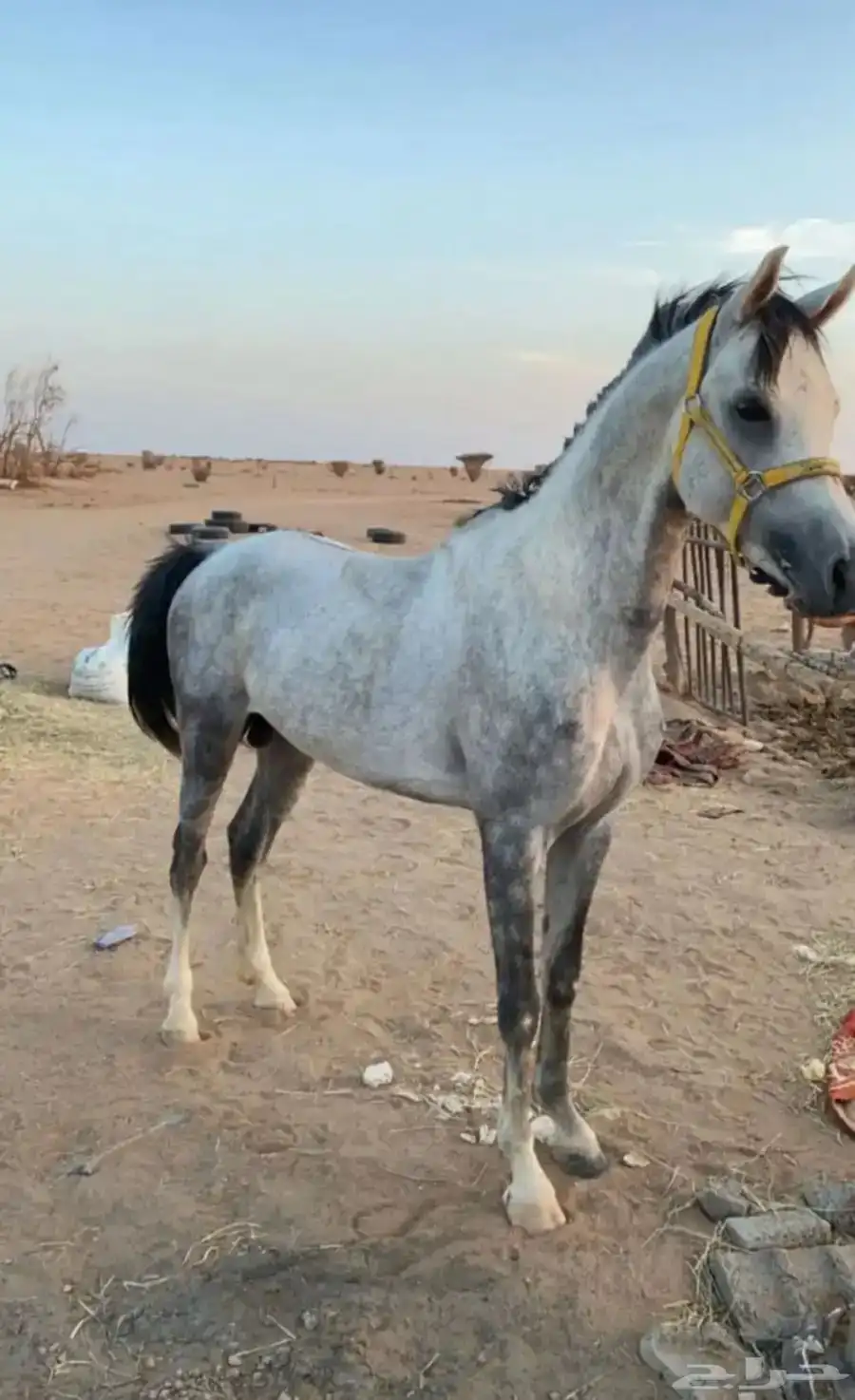 حصان شعبي كفو 4