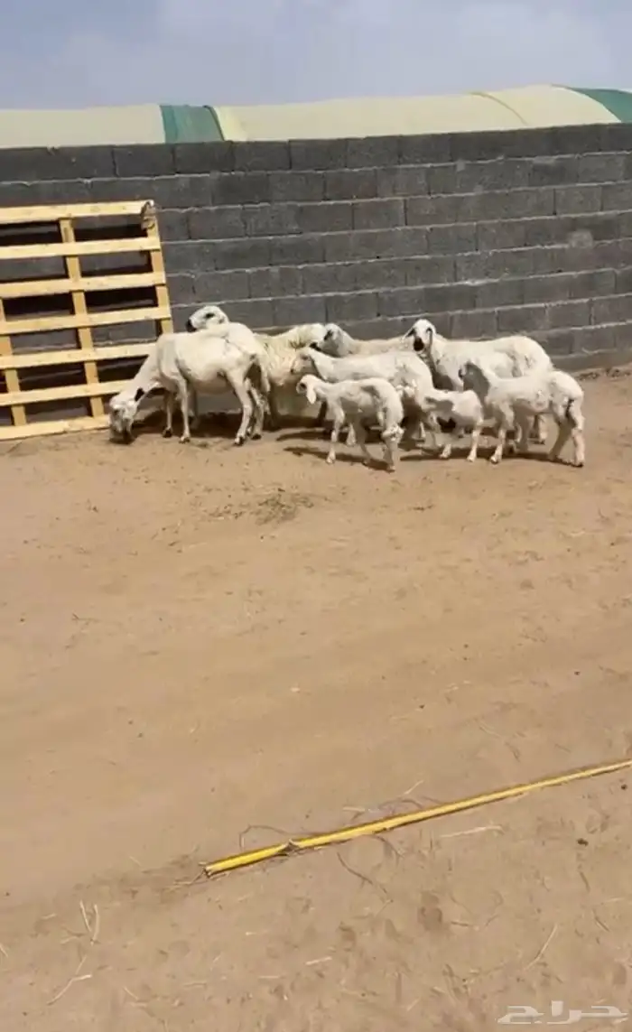 خمس ضان وليد تحته اربعه واحده دافع 0