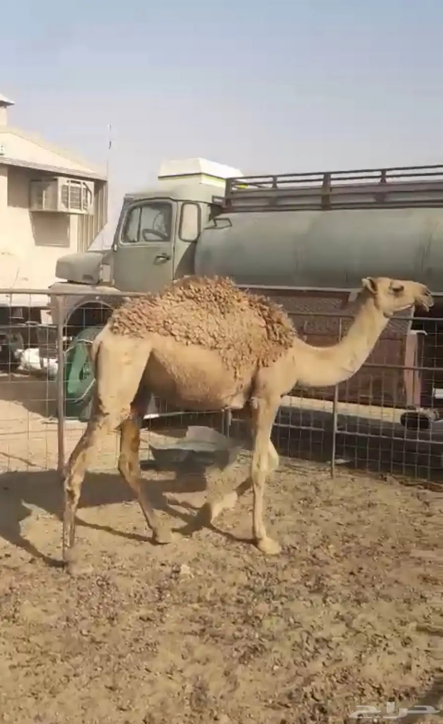 بكره مفروده قصب 3