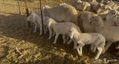 غنم خلفات ودفيع مراح واحد 2