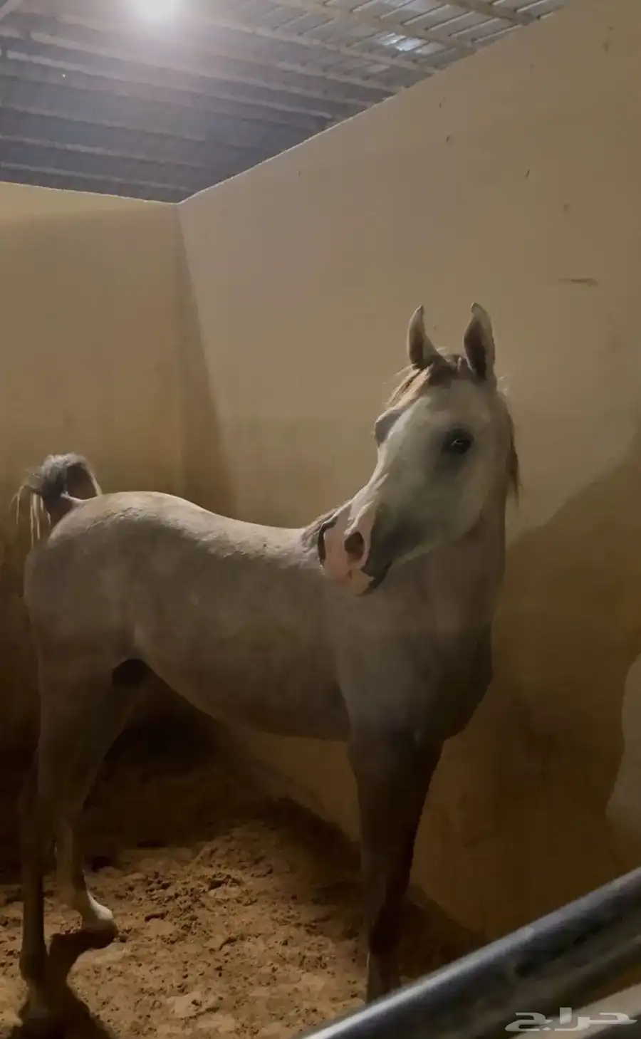 مهره واهو فاخرة 0