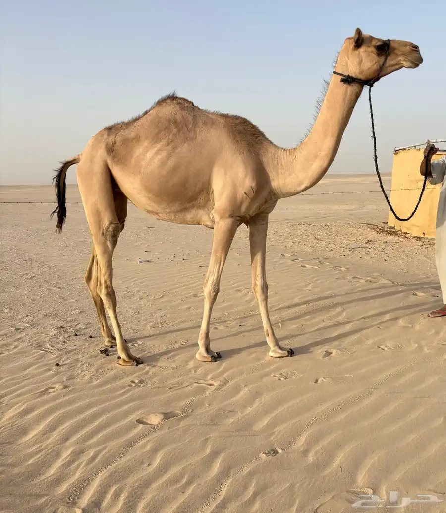 بكره طيبه لقيه للبيع 0