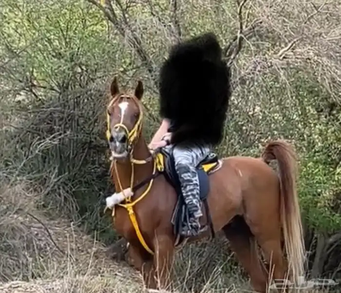خيل شعبي 3