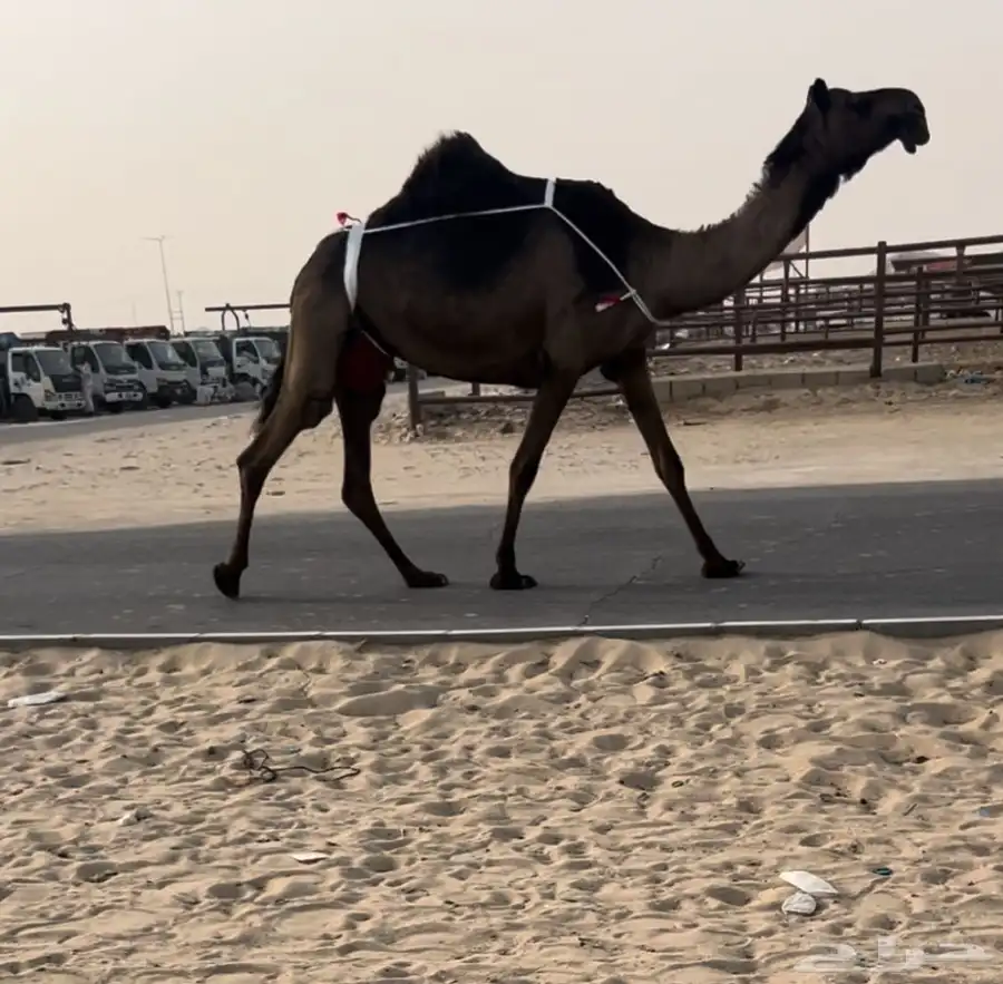خفوت 1