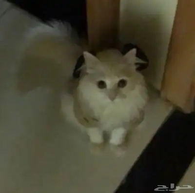 قط ضايع في المحاله 0