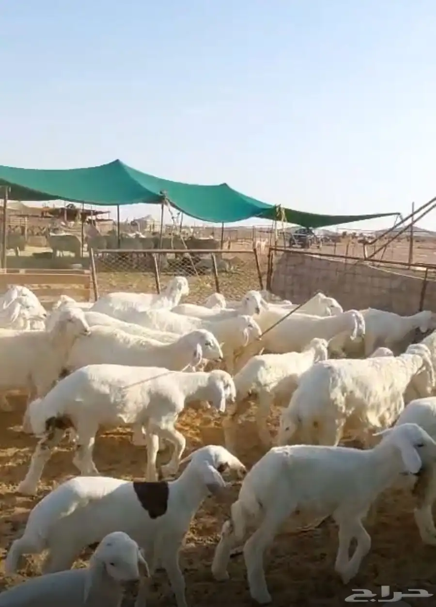 غنم حريات خلفات 52 تحتها 50 مراح واحد 4