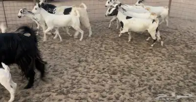 معزاء خلفات 9