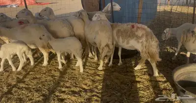 غنم خلفات ودفيع مراح واحد 9