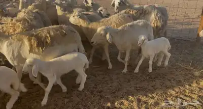 غنم خلفات ودفيع مراح واحد 4