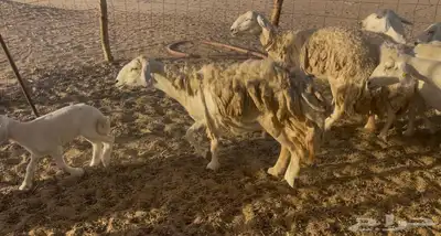 غنم خلفات ودفيع مراح واحد 6