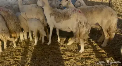 غنم خلفات ودفيع مراح واحد 16