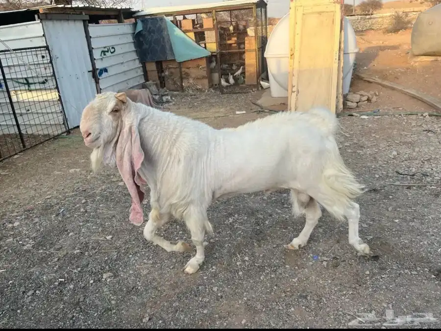 تيس طيب index