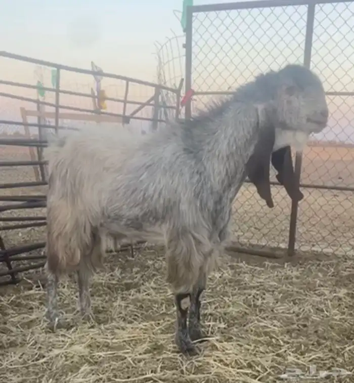 تيس مطور جرم وشعره ناهيه 0
