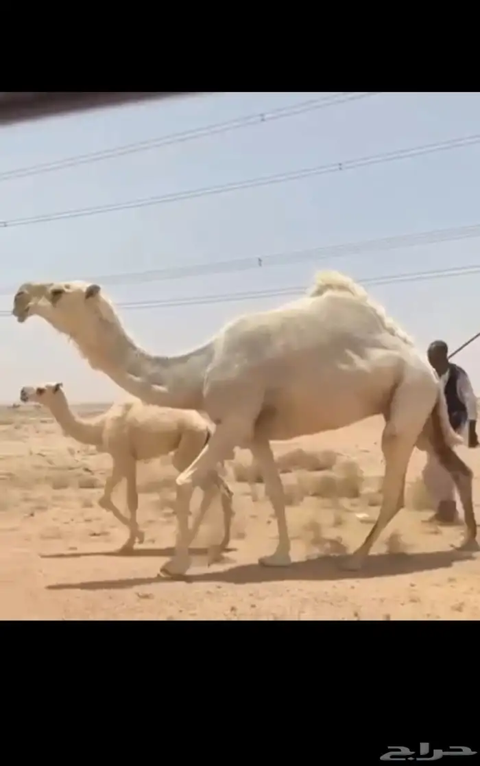 خلفه وضحاء كفوو 1