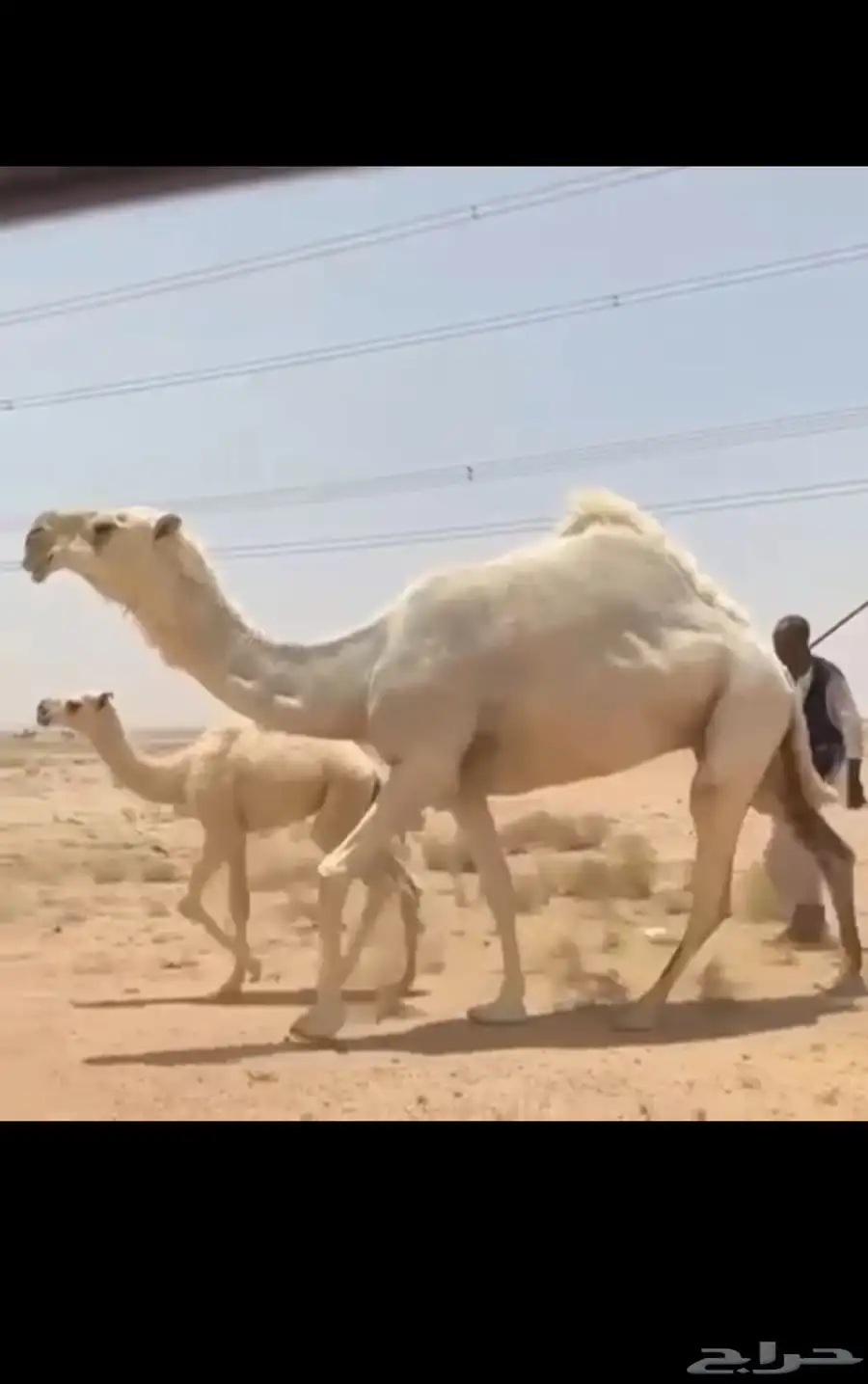 خلفه وضحاء كفوو 1