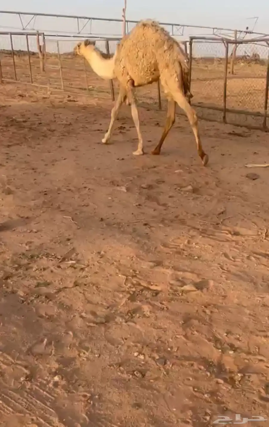 بكره للبيع 0