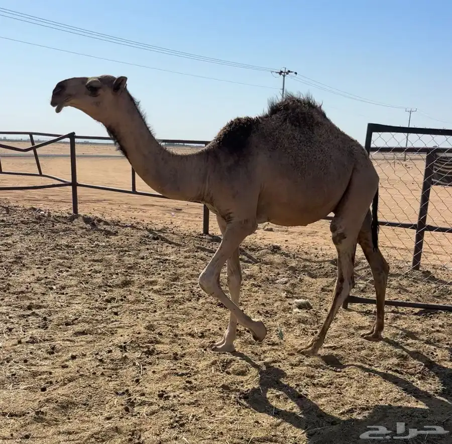 قعود مفرود 4