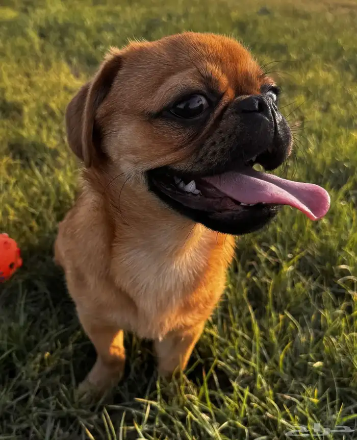 كلب للبيع الرياض بق pug 0